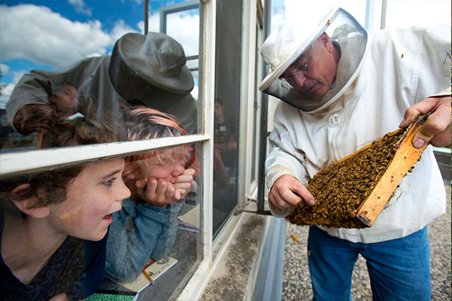 A beekeeper holding a hive frame still covered in honeybees and teaching young children